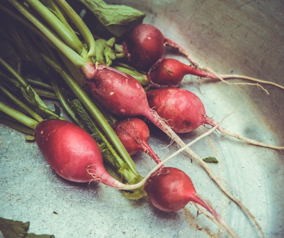 6 Reasons Why I’m Eating Radishes and Why You Should Too - Wah Gwan®